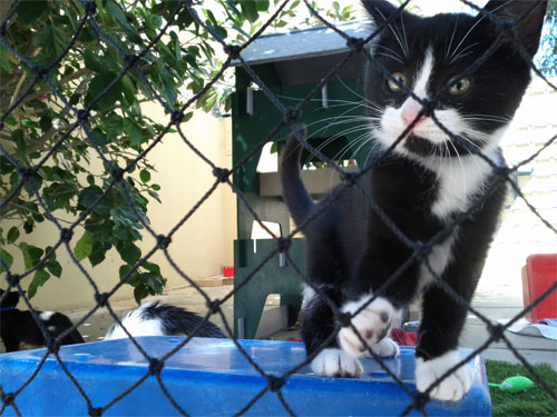 A black and white kitten at the Perth Cat Haven