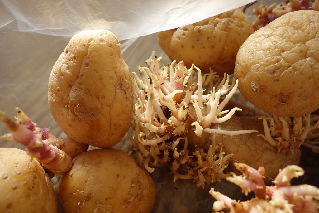 sprouted potatoes in a plastic bag 1