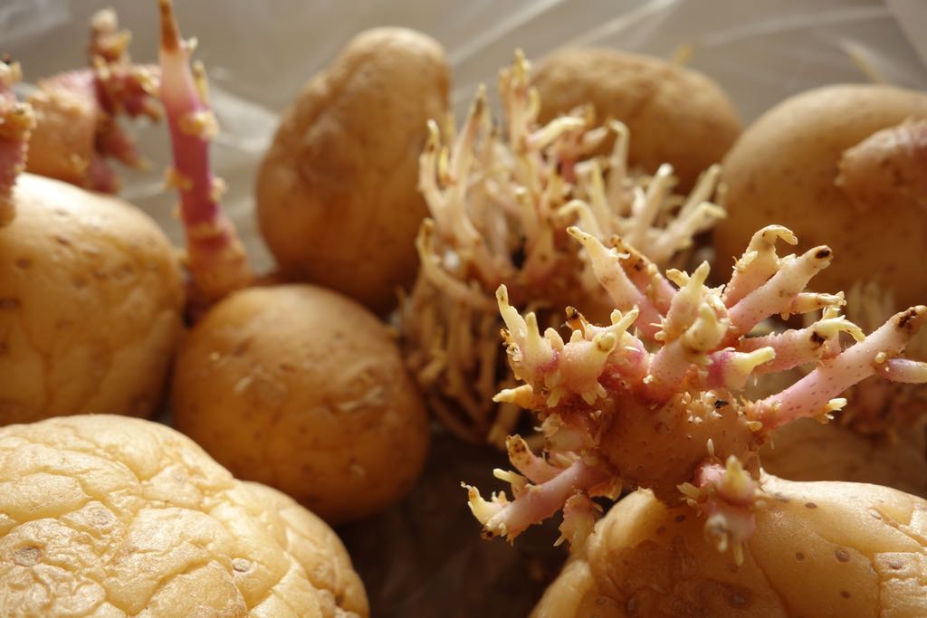 sprouted potatoes in a plastic bag 4