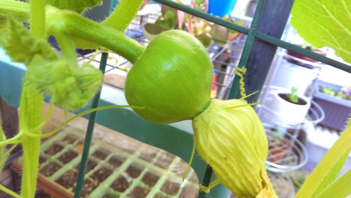 a pregnant pumpkin, c. 2014