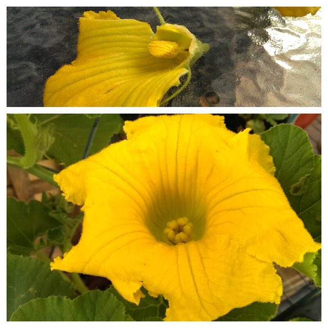 a male flower with petals stripped, a female flower stigma ready for pollination, c. 2014