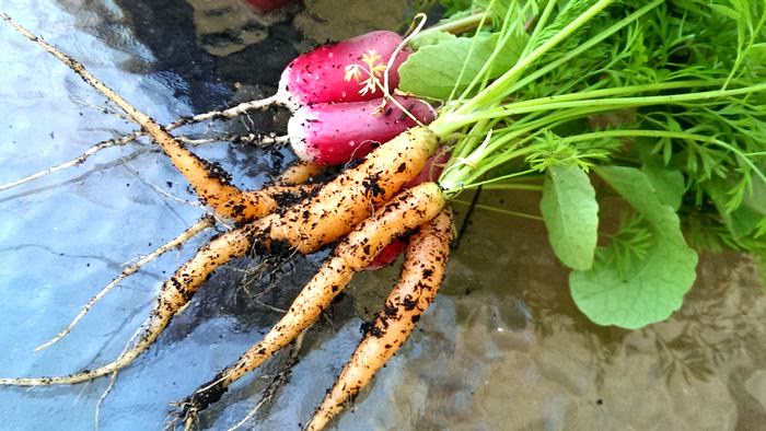 baby carrots and radishes