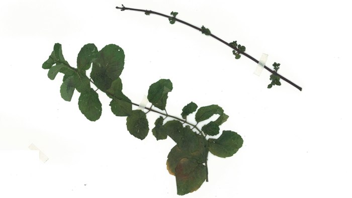 Mentha viridis, "mint"