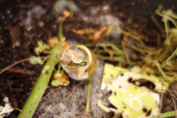 a garden snail holding up its own poo