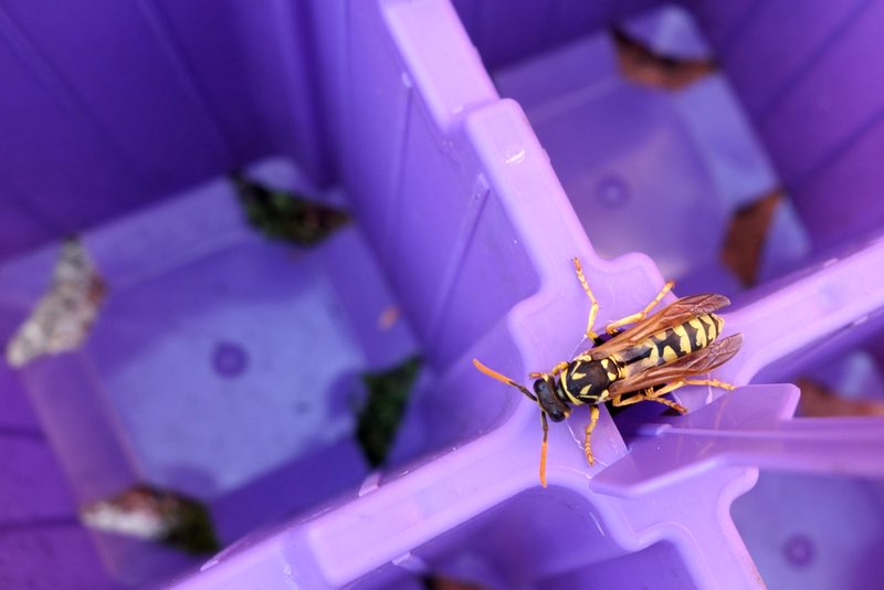 European paper wasp resting on a planting tray