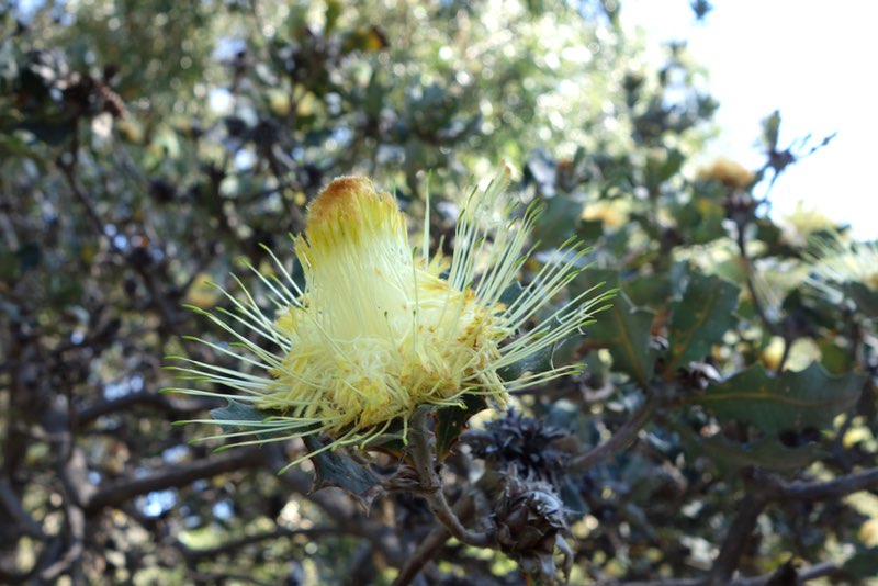 native Australian plant, late in flower