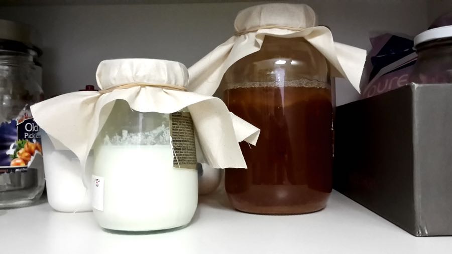 my kefir and kombucha cultures