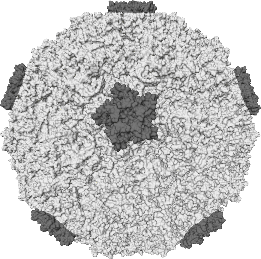 a variant of the human rhinovirus