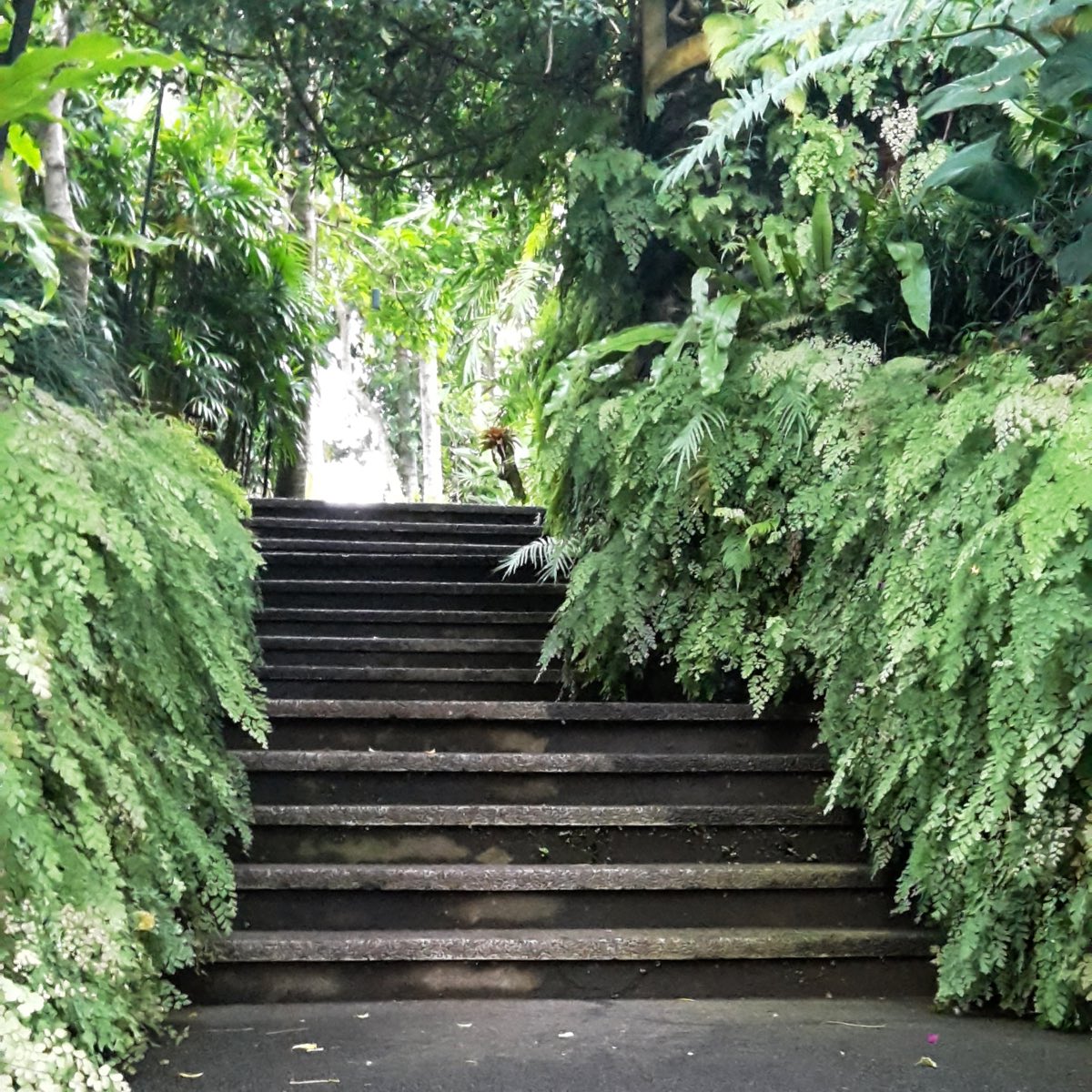 stairs lined with ferns