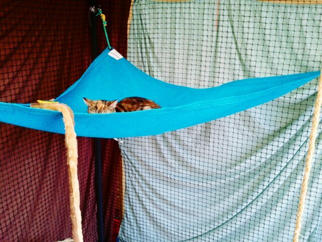 mummy cat in a hammock