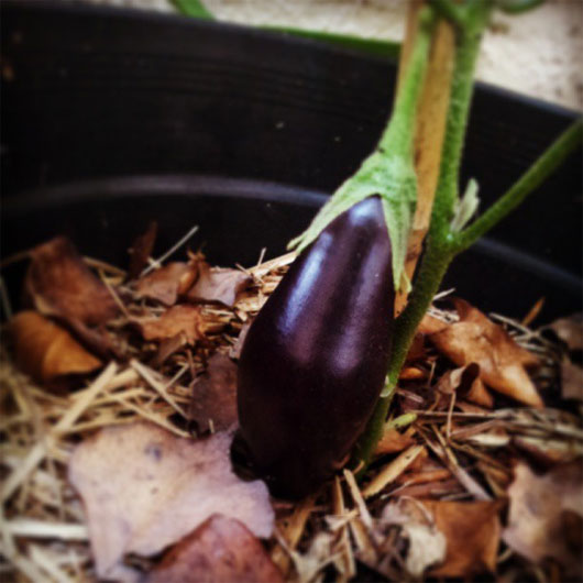 tiny eggplant on the vine, c. 2013