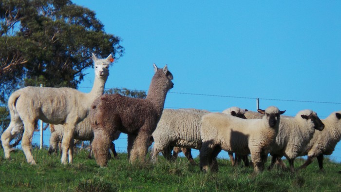 alpacas and sheep