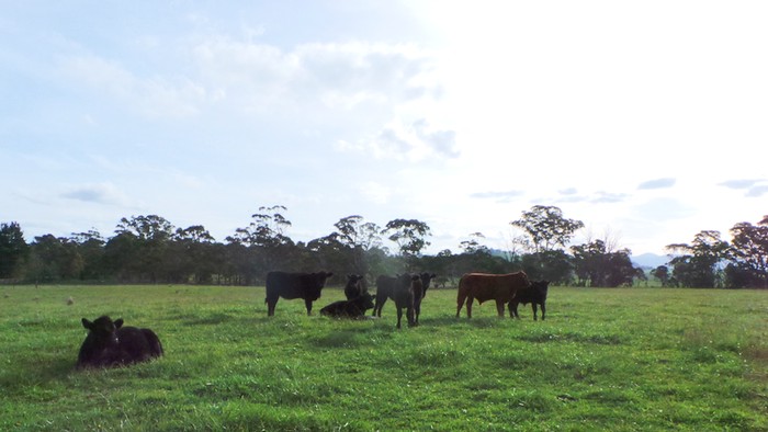 steers are neutered male cows