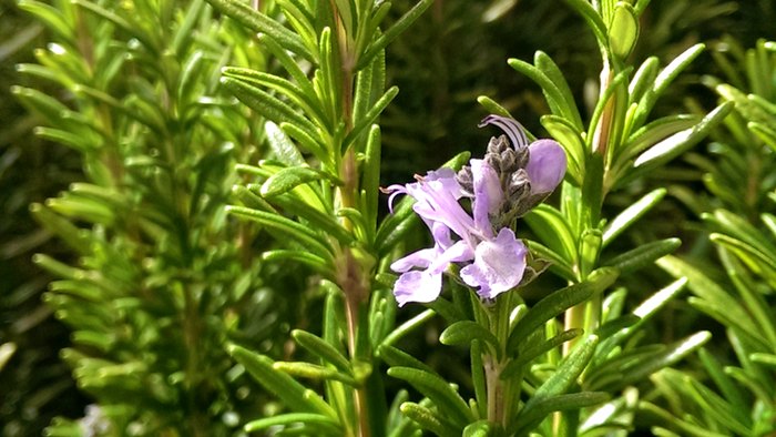 rosemary flower