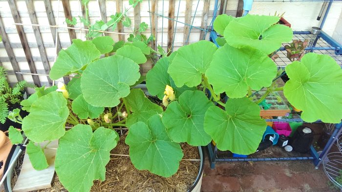 pumpkin plant at 2 months, c. 2014