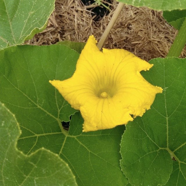 male pumpkin flower, c. 2014