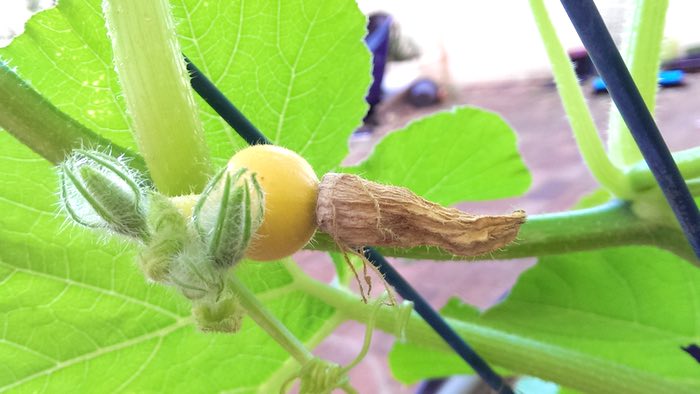 female pumpkin flower, c. 2014