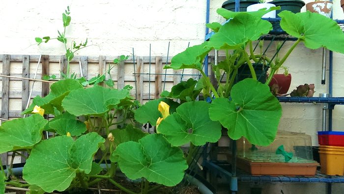 pumpkin vine growing upward, c. 2014