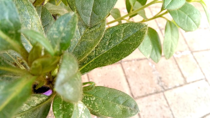 mottling on leaves from azalea lace bug, c. 2014