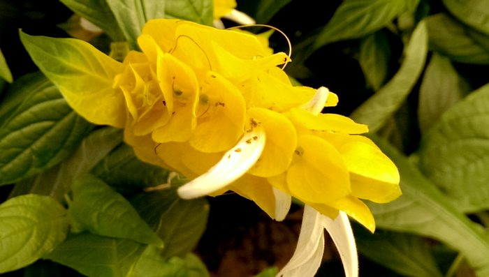 golden candle flower with aphids between petals, c. 2014