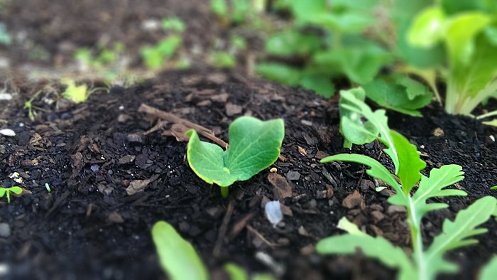 sprout from a pumpkin seed, c. 2014