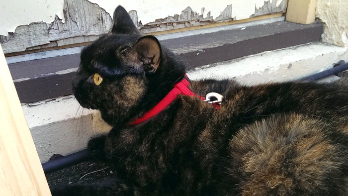 cat on a leash, c. 2014