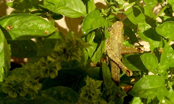 Hedge grasshopper on sweet basil, c. 2014