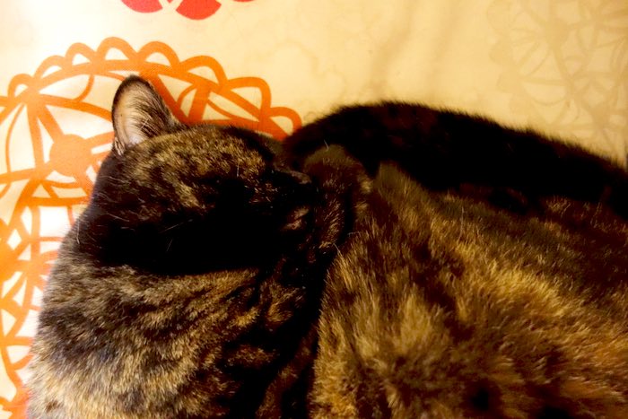 Dora, a cat, sleeping, c. 2015