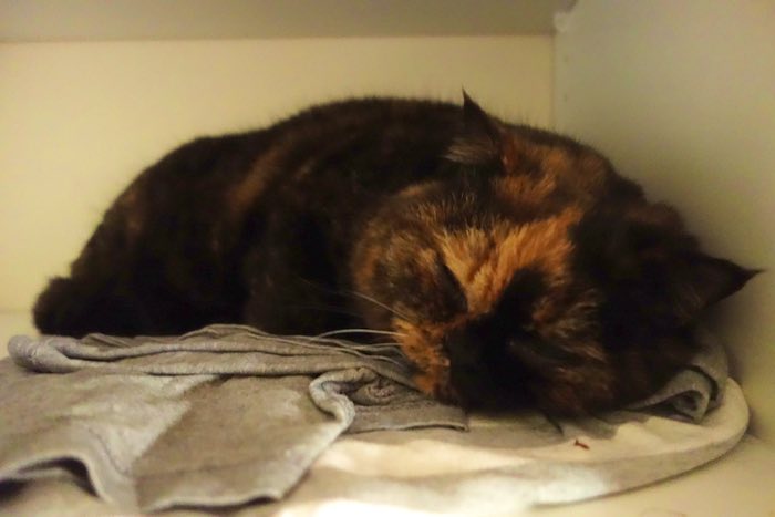 Mona, sleeping cat, c. 2015