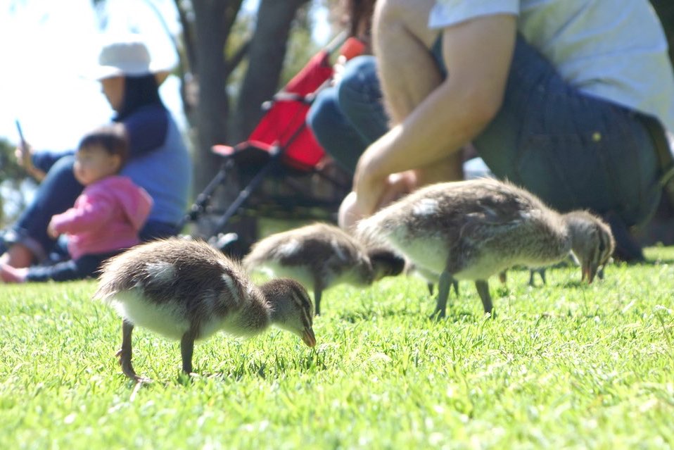 ducklings in Kings Park