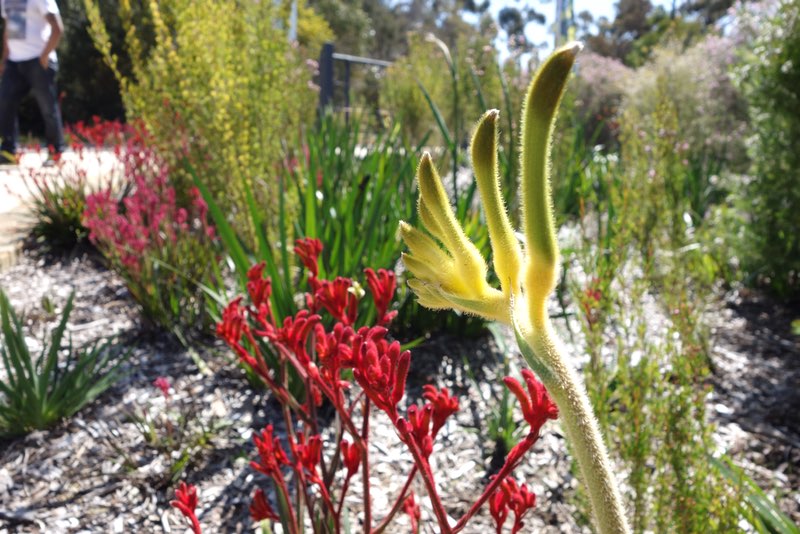 various types of Kangaroo Paw in a garden bed