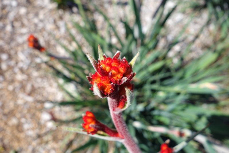 Kangaroo Paw flower bud