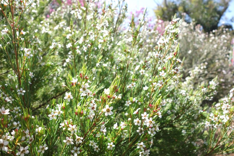 White waxflower bush in bloom