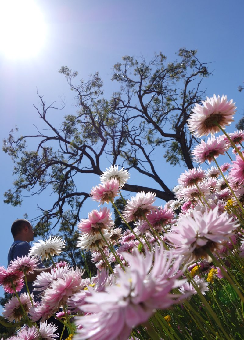 Everlastings looking up at the sky