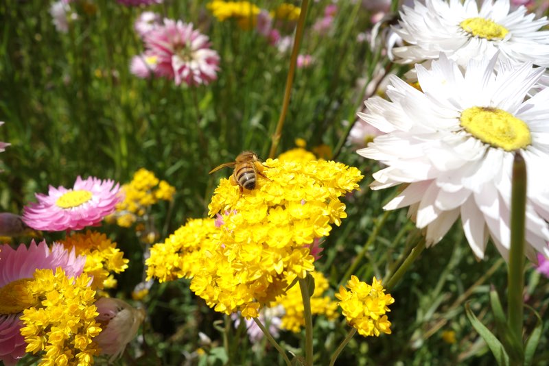 a bee gathering pollen