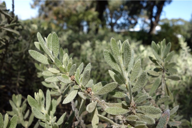 leaves of the Woolly Wattle