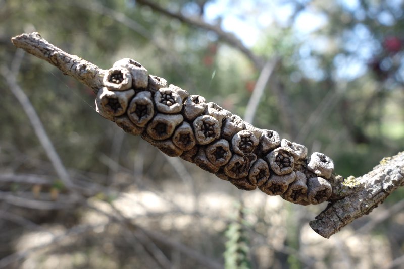 seed pod from a Melaleuca or Callistemon tree