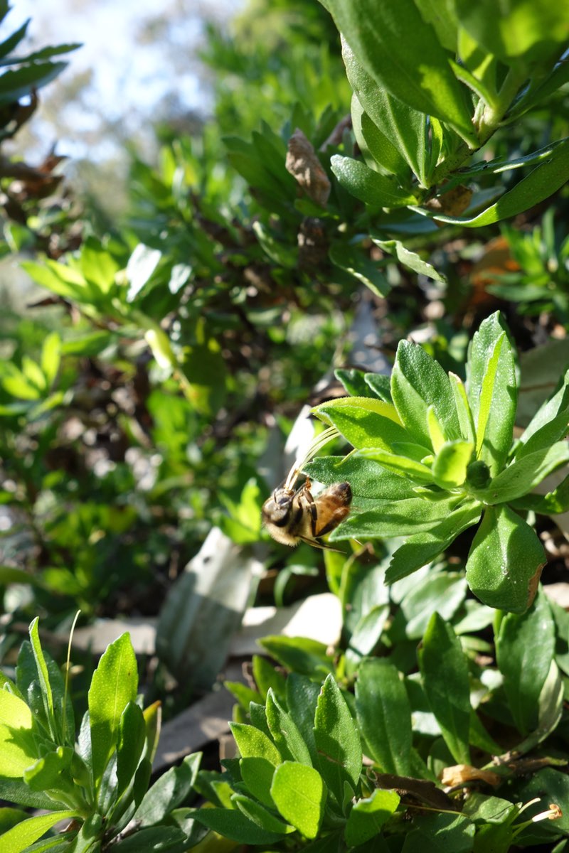 bee gathering pollen from a green flower