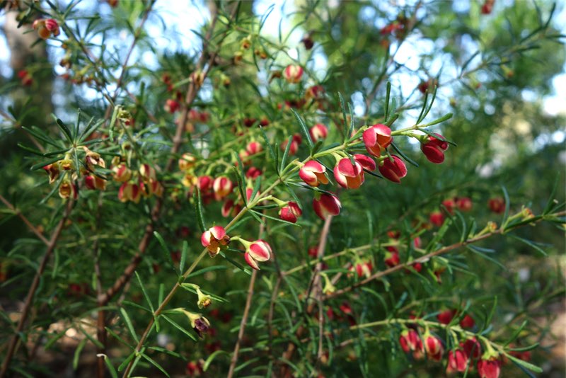 scented Boronia flowers