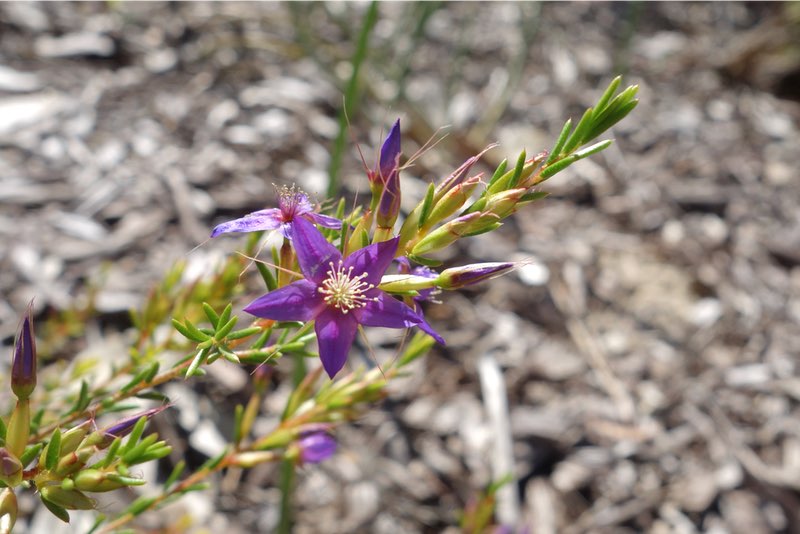 Swamp Star Flower in Kings Park