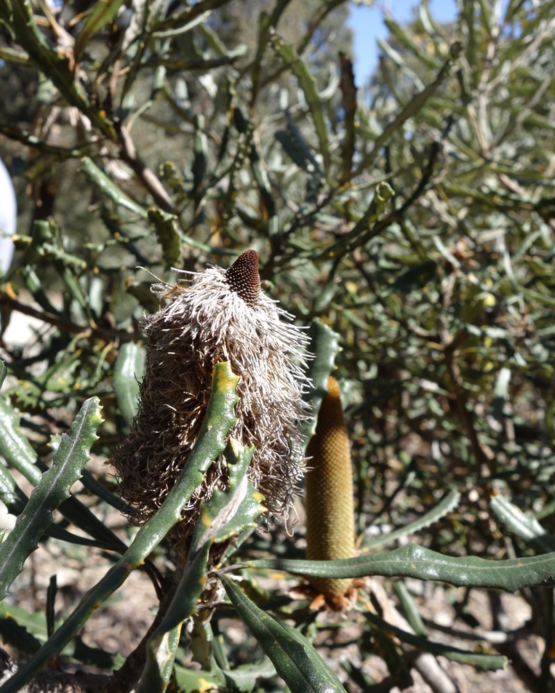 another Banksia flower bud
