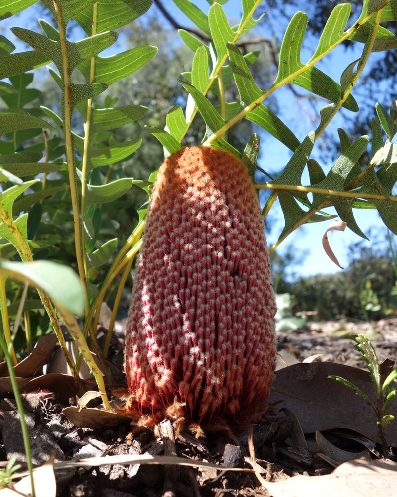 big pinecone looking Banksia flower bud