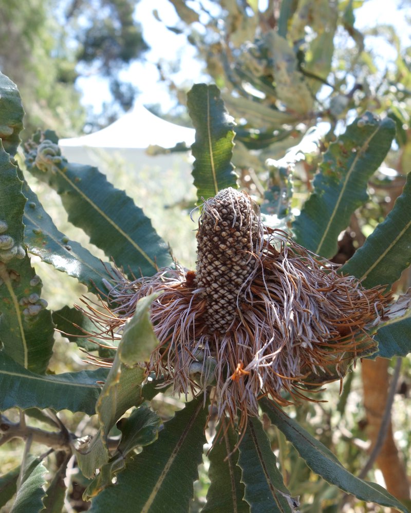 Banksia seed pod shedding petals