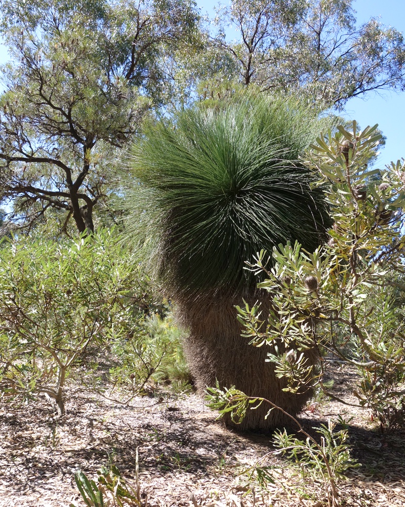 Balga grass gum tree