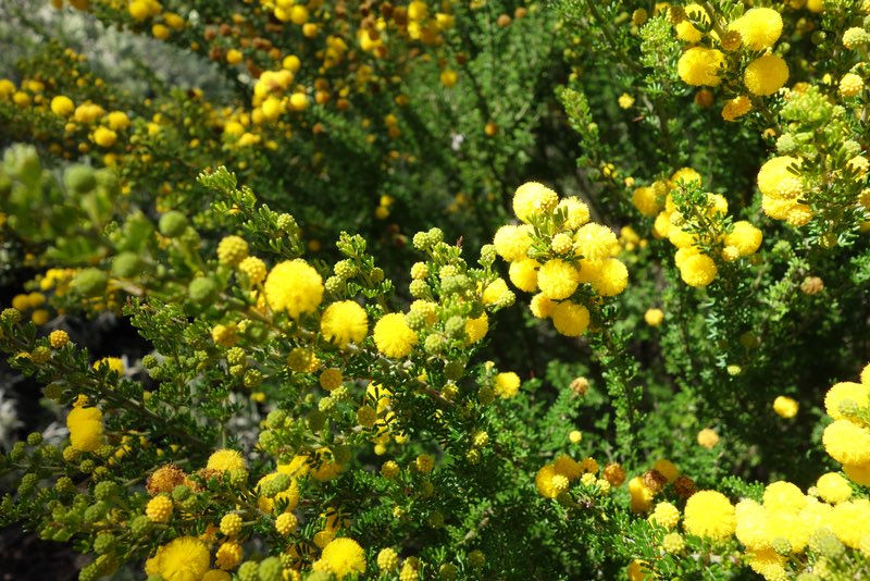 puffy yellow wattle flowers
