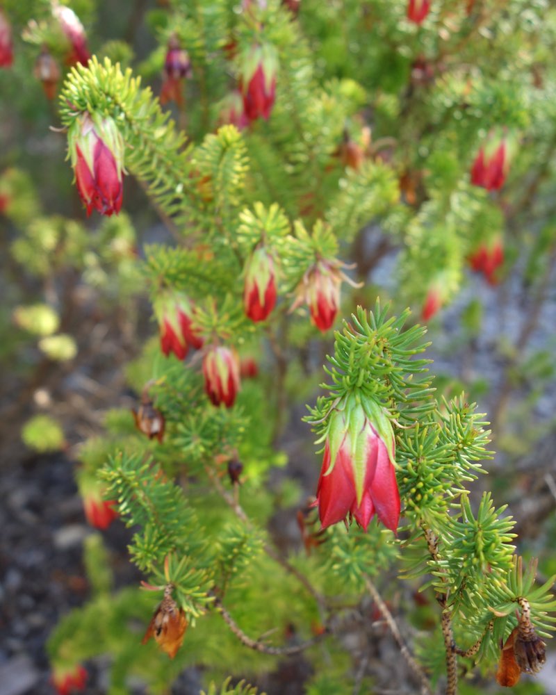 Cranbrook Bell flowers