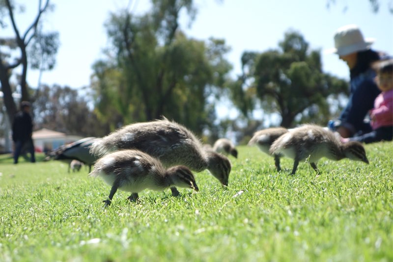 ducklings at Kings Park