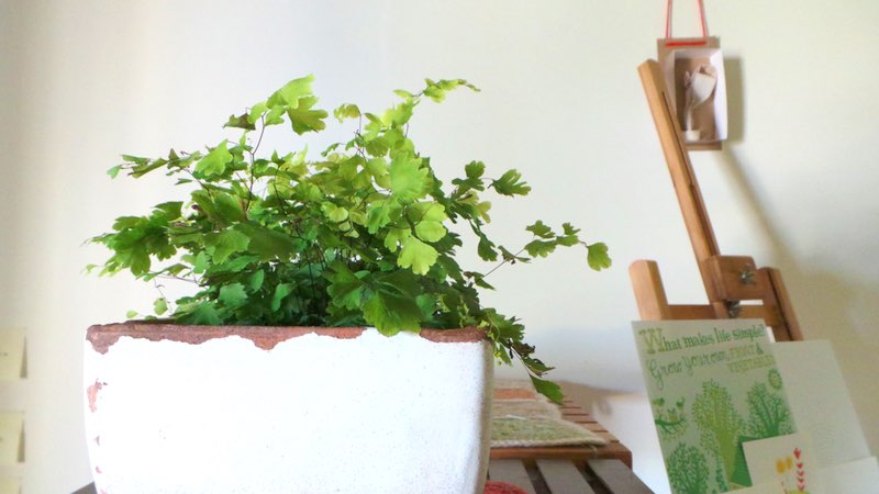 Maidenhair fern (Adiantum aethiopicum) in a weathered pot, c. 2015