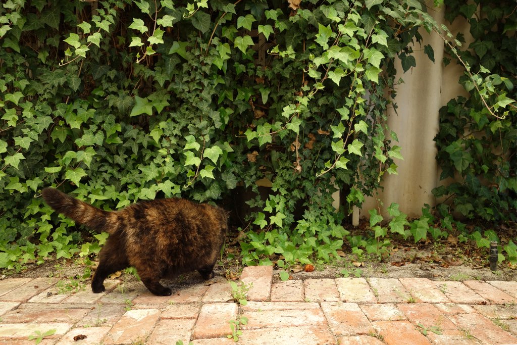 Mona checks out an ivy nook, c. 2015