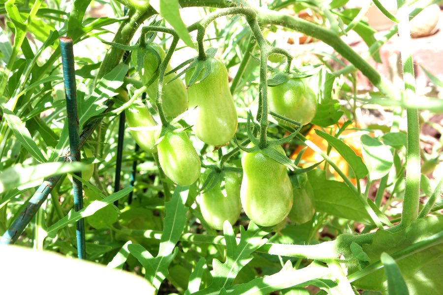 grape tomatoes, still green on the vine